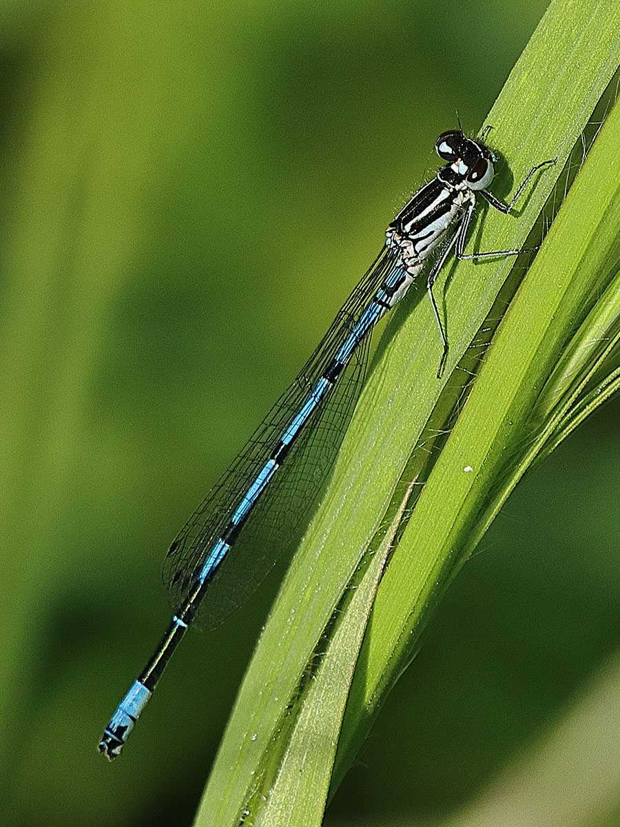 Coenagrion_puella